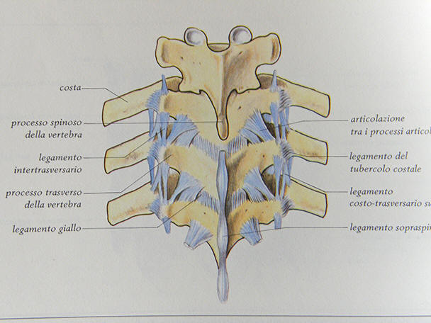 Articolazione fra le vertebre con i principali ligamenti visti posteriormente
