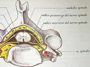 Midollo spinale dentro il canale vertebrale visto a livello di una vertebra cervicale