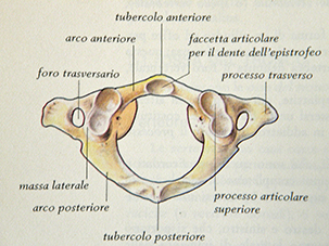 1° vertebra cervicale (atlante)