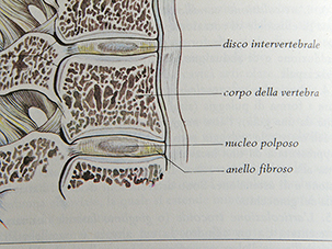 Vertebre e disco invertebrale visti lateralmente
